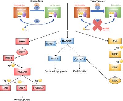 Characterization With KRAS Mutant Is a Critical Determinant in Immunotherapy and Other Multiple Therapies for Non-Small Cell Lung Cancer